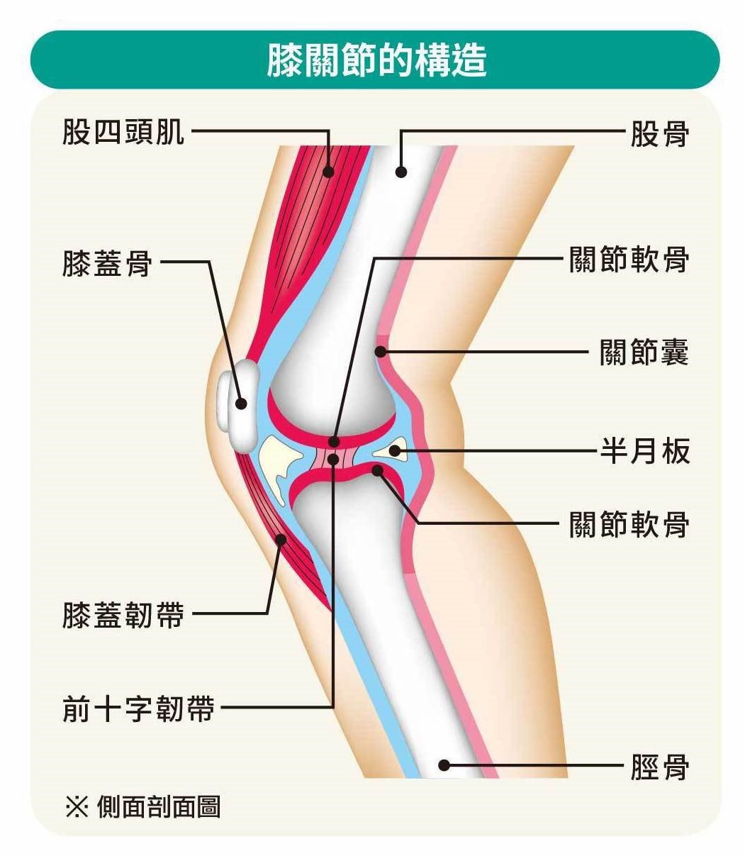 (中高階桌球手，通常在下肢膝蓋、腳踝這些部位比較容易受傷。圖片來源：聯經《膝蓋解痛全圖解》)