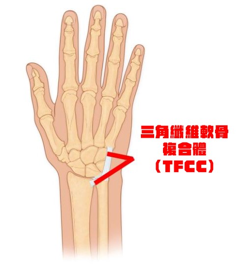 (三腳軟骨受傷是桌球常見的運動傷害。圖片來源：Physio Plus,唯心運動物理治療所)