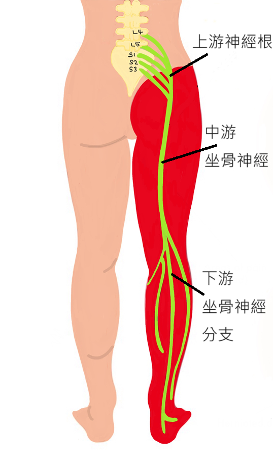 坐骨神經如同河流一般，由許多神經根匯集而成。(圖片製作: 唯心運動物理治療所)