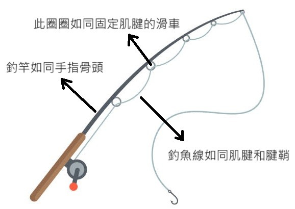 手指構造與釣魚竿有異曲同工之妙。(圖片製作： 唯心運動物理治療所)