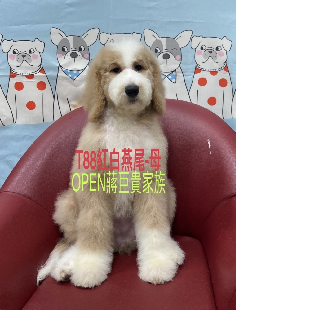 生日114-3-5紅白燕尾/母T88(Line詢價)