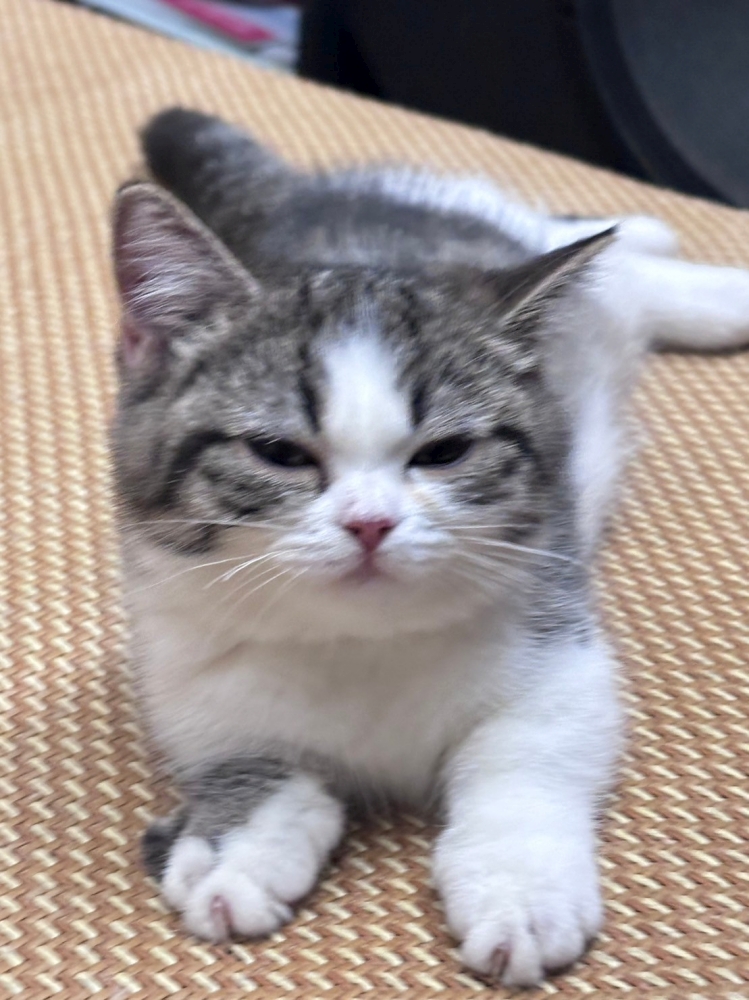 曼赤肯幼貓(已售出)