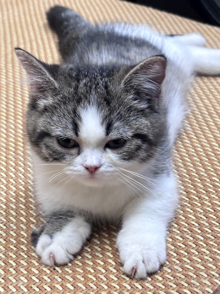 曼赤肯幼貓(已售出)