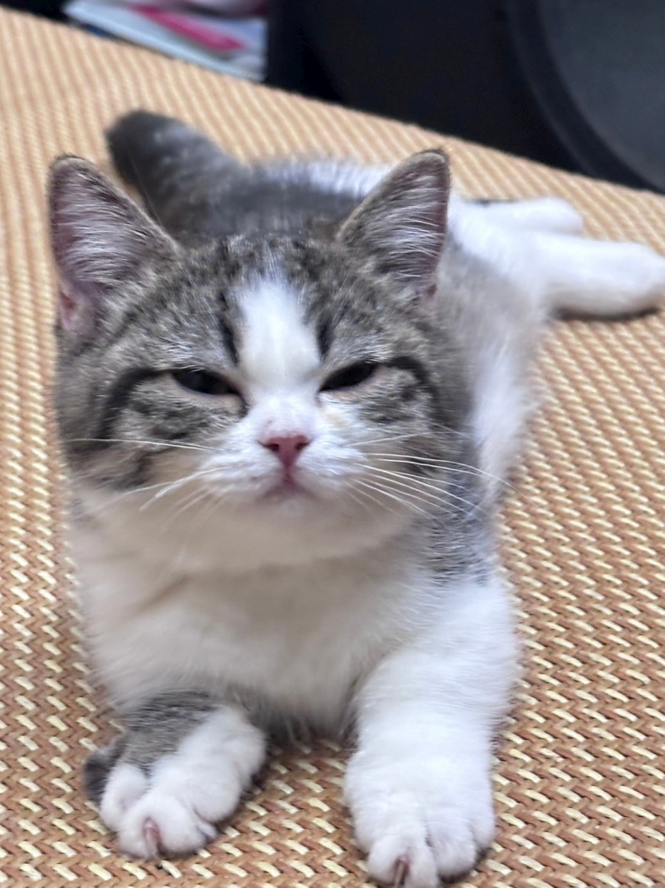 曼赤肯幼貓(已售出)