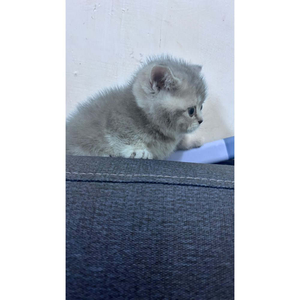 曼赤肯弟弟、妹妹