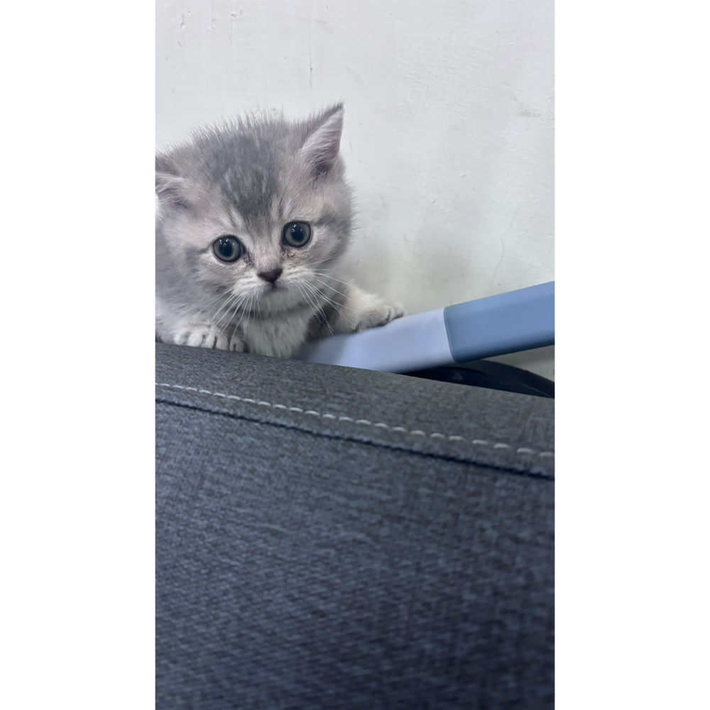 曼赤肯弟弟、妹妹