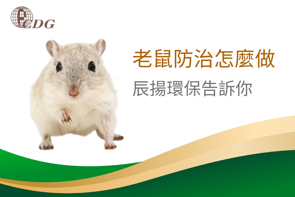老鼠防治怎麼做 - 辰揚環保告訴你
