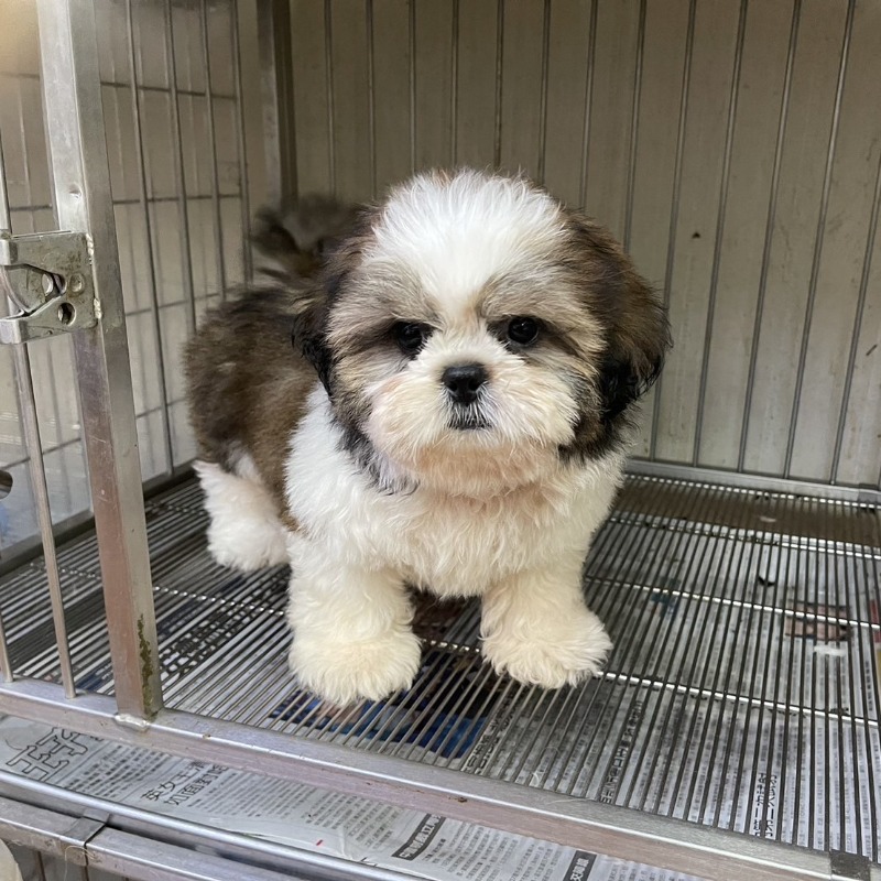 西施犬,新北西施犬,板橋西施犬