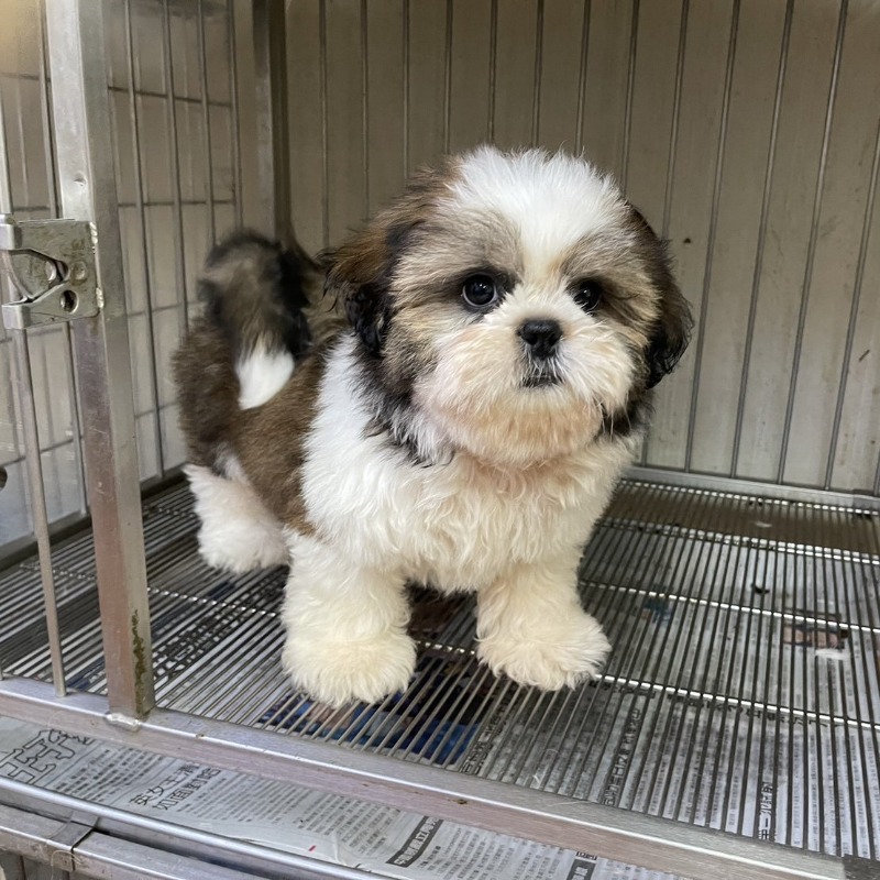西施犬,新北西施犬,板橋西施犬