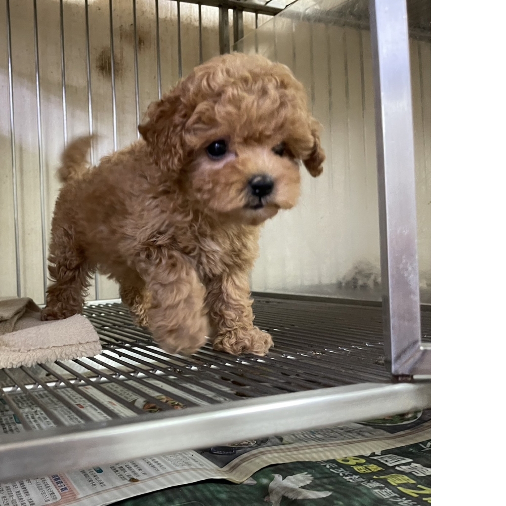 紅貴賓,新北紅貴賓,板橋紅貴賓幼犬.,幼犬買賣.板橋幼犬專賣店