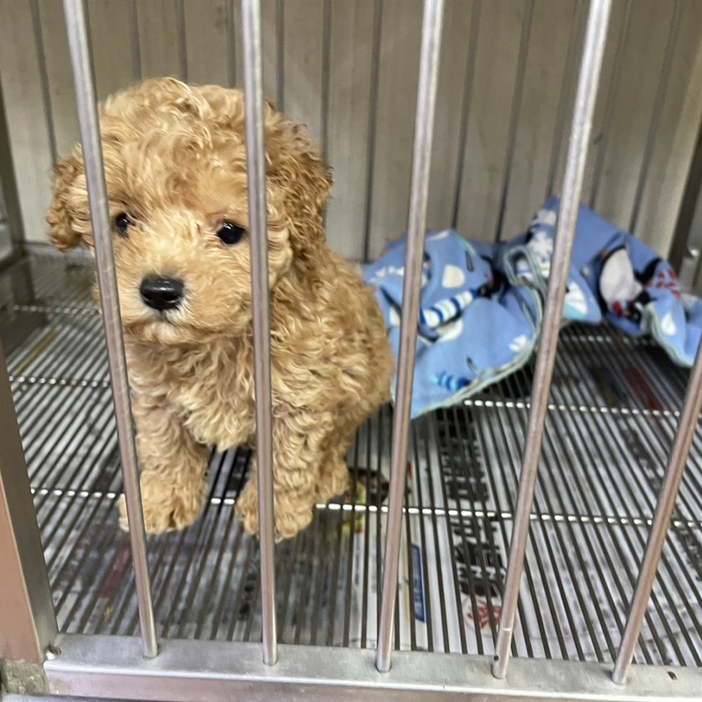 紅貴賓,新北紅貴賓,板橋紅貴賓幼犬.,幼犬買賣.板橋幼犬專賣店
