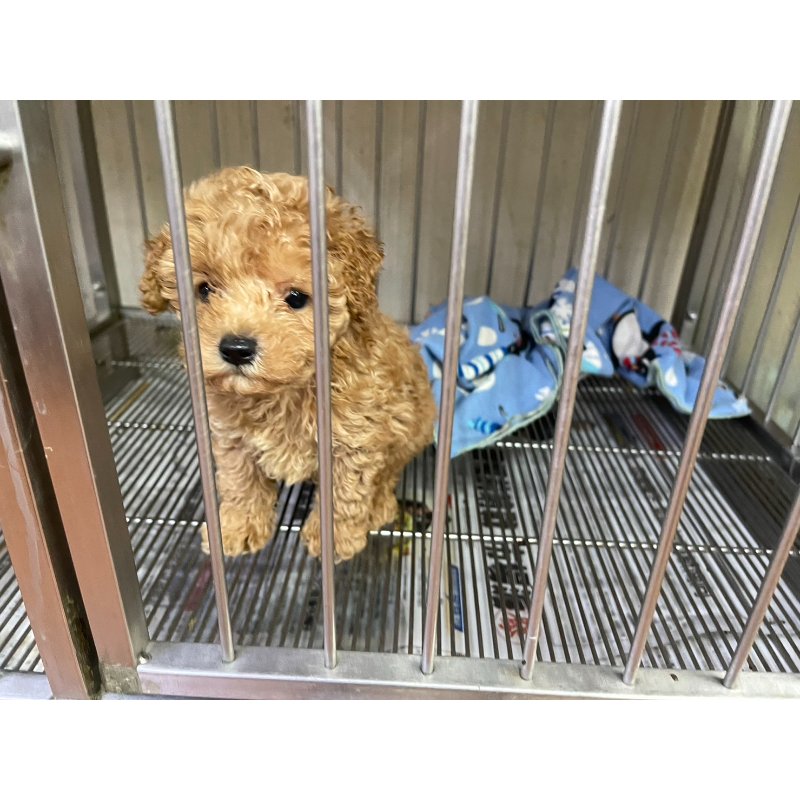 紅貴賓,新北紅貴賓,板橋紅貴賓幼犬.,幼犬買賣.板橋幼犬專賣店