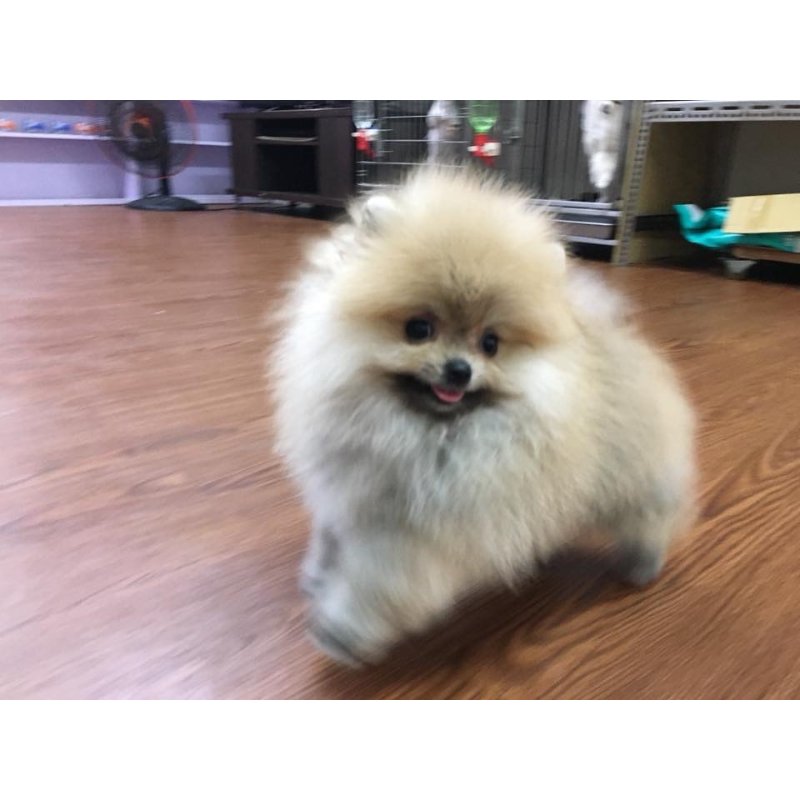 博美,新北博美,板橋博美