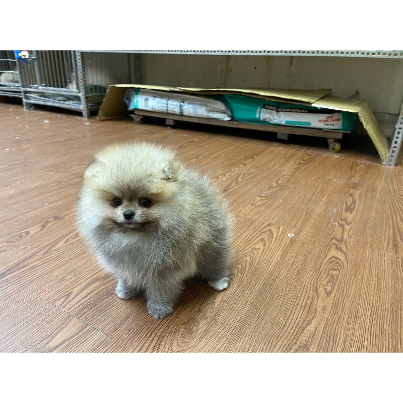 博美,新北博美,板橋博美