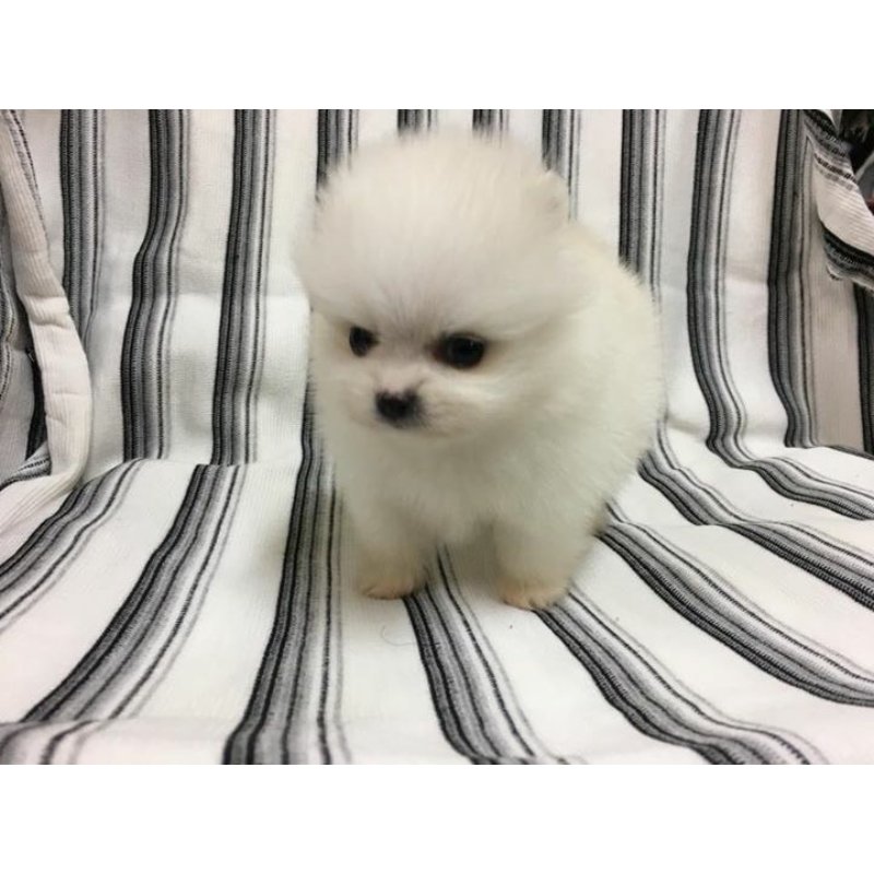 博美幼犬,新北博美,板橋博美幼犬.,幼犬買賣.板橋狗狗專賣店