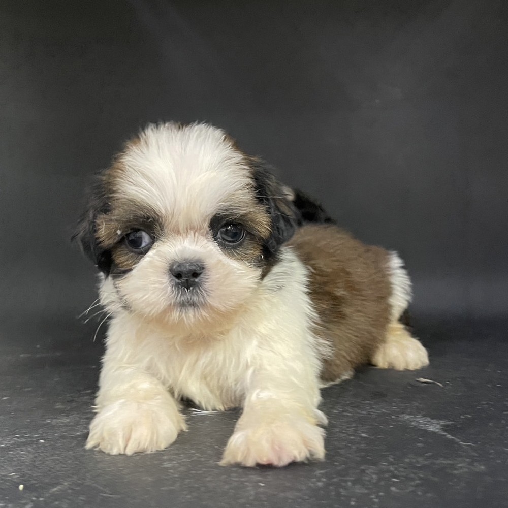 西施犬,新北西施犬,板橋西施犬