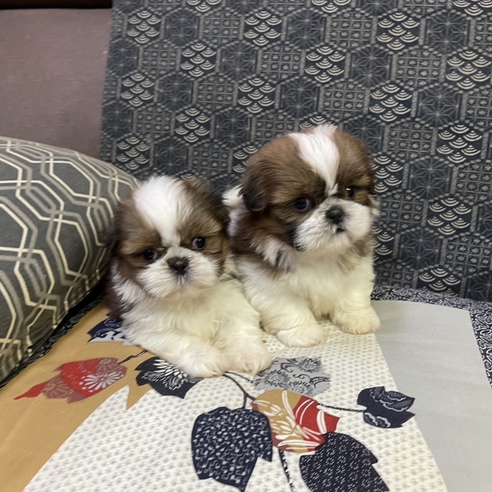 西施犬,新北西施犬,板橋西施犬