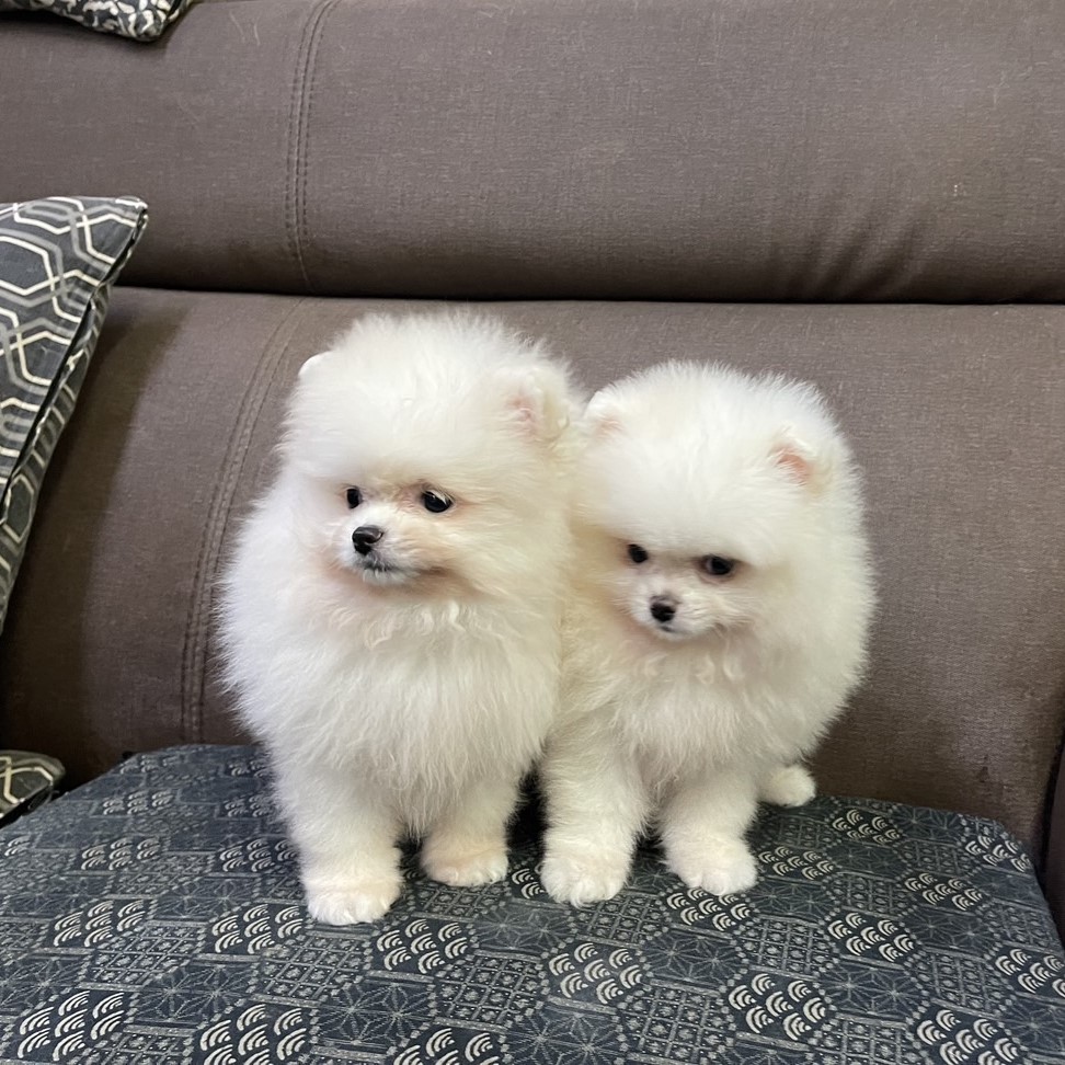 博美犬,新北博美犬,板橋博美犬