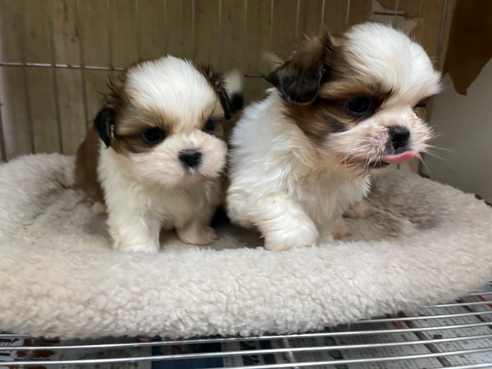 西施犬,新北西施犬,板橋西施犬