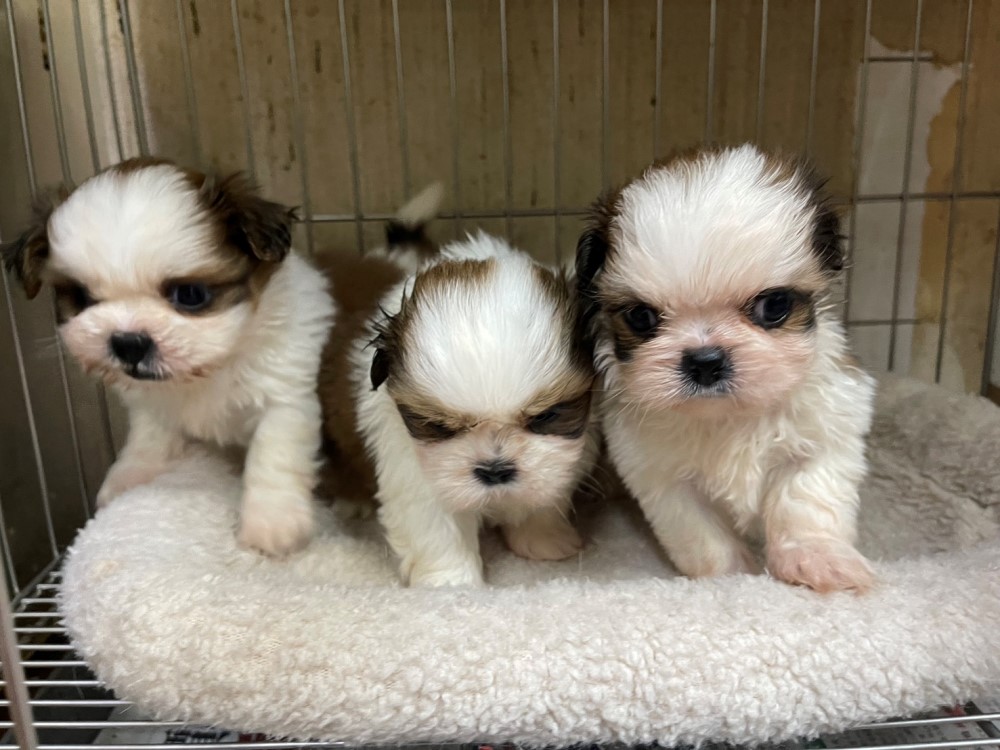 西施犬,新北西施犬,板橋西施犬