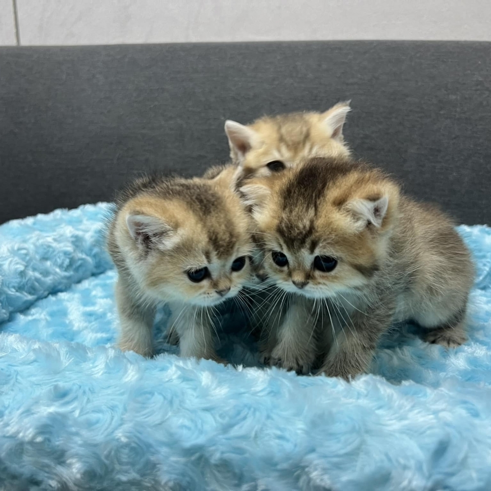 (已有家長)黑金漸層