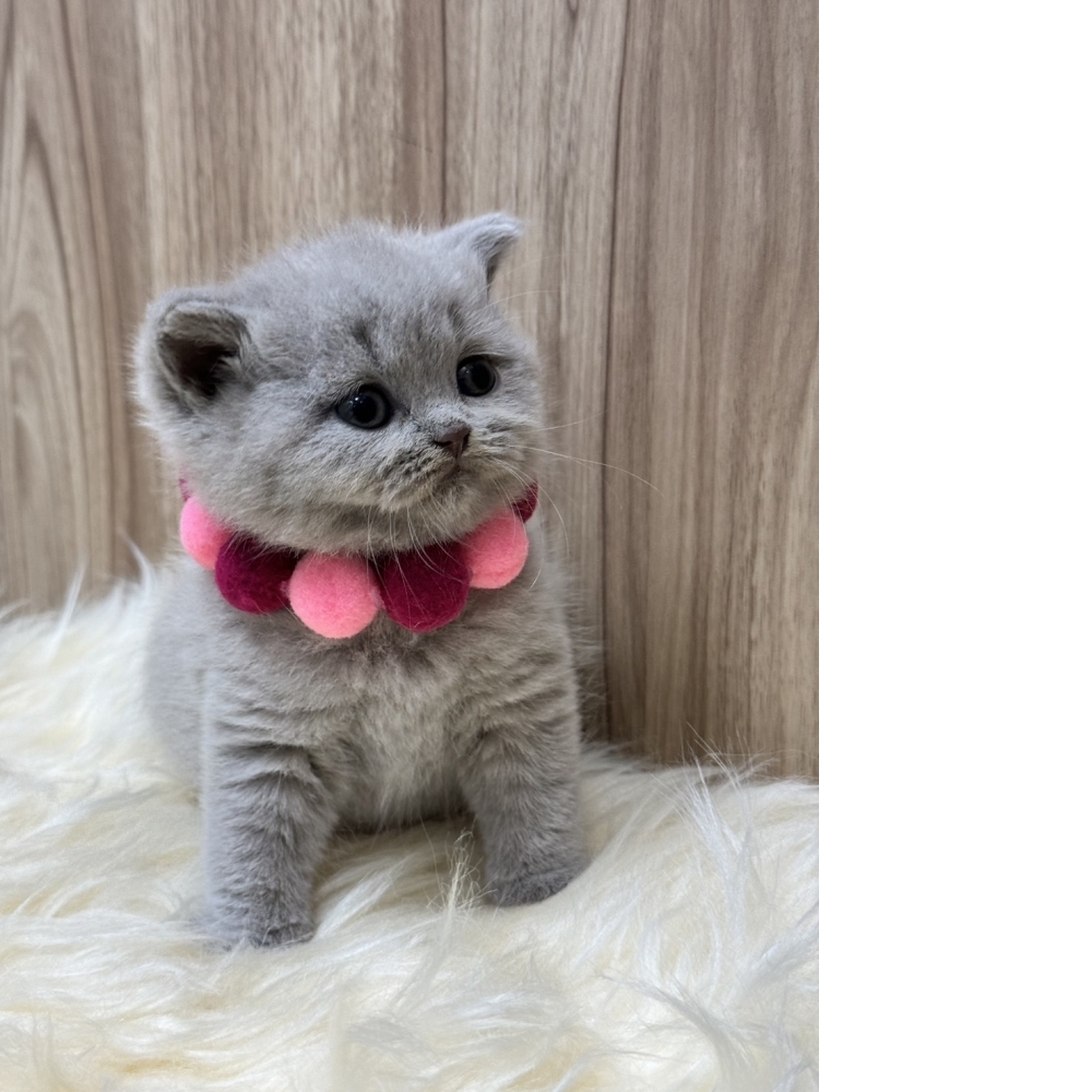 (已有家長)紫丁香(妹妹)