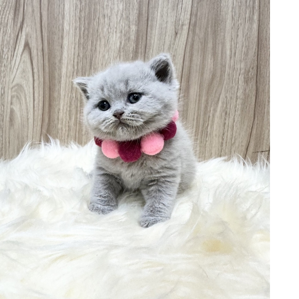 (已有家長)紫丁香(妹妹)