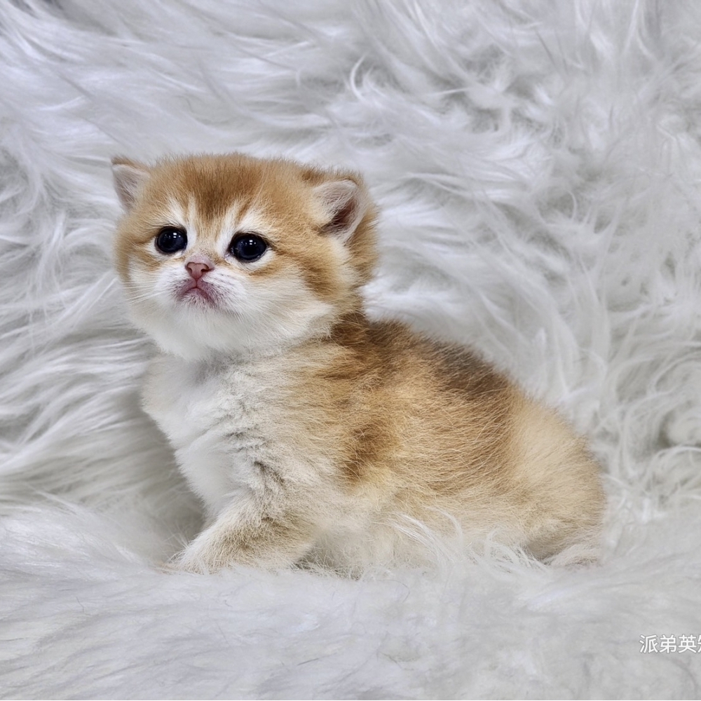 (已有家長)2/14淡黑金妹妹。128k