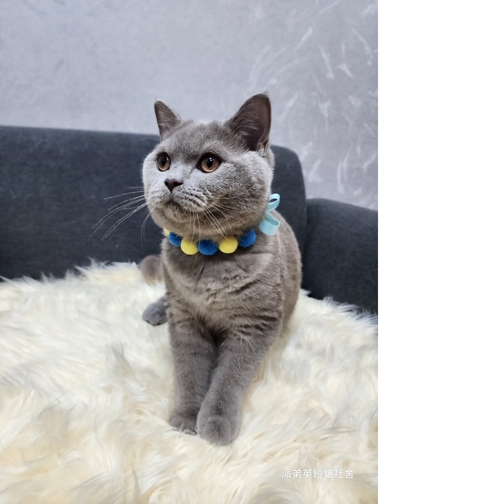 (已有家長) 7/29 紫丁香弟弟 60K