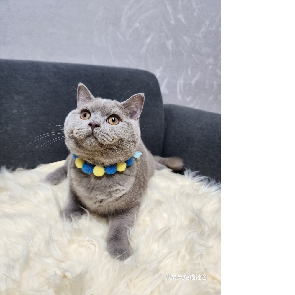 (已有家長) 7/29 紫丁香弟弟 60K