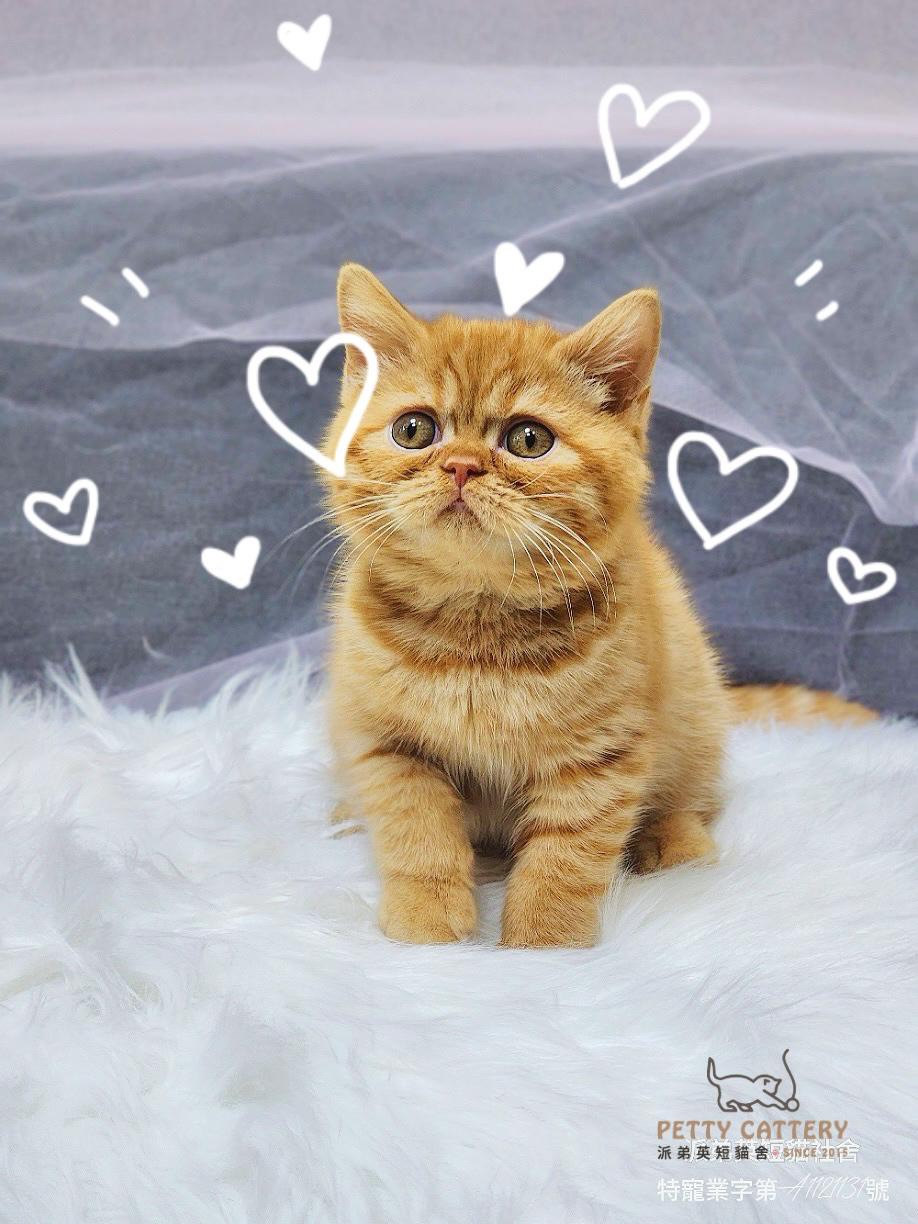 (已有家長)8/21橘英短弟弟。58k