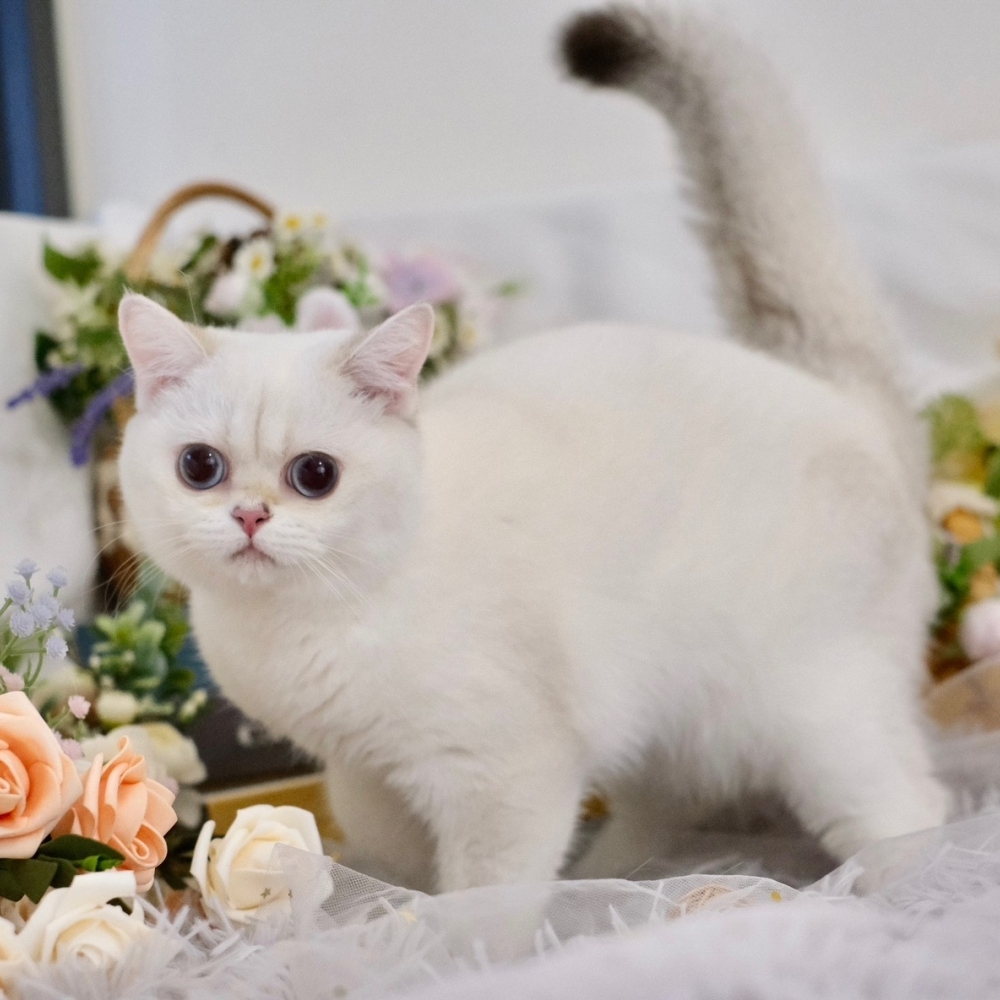 (已有家長)6/18 藍眼金點妹妹。78k