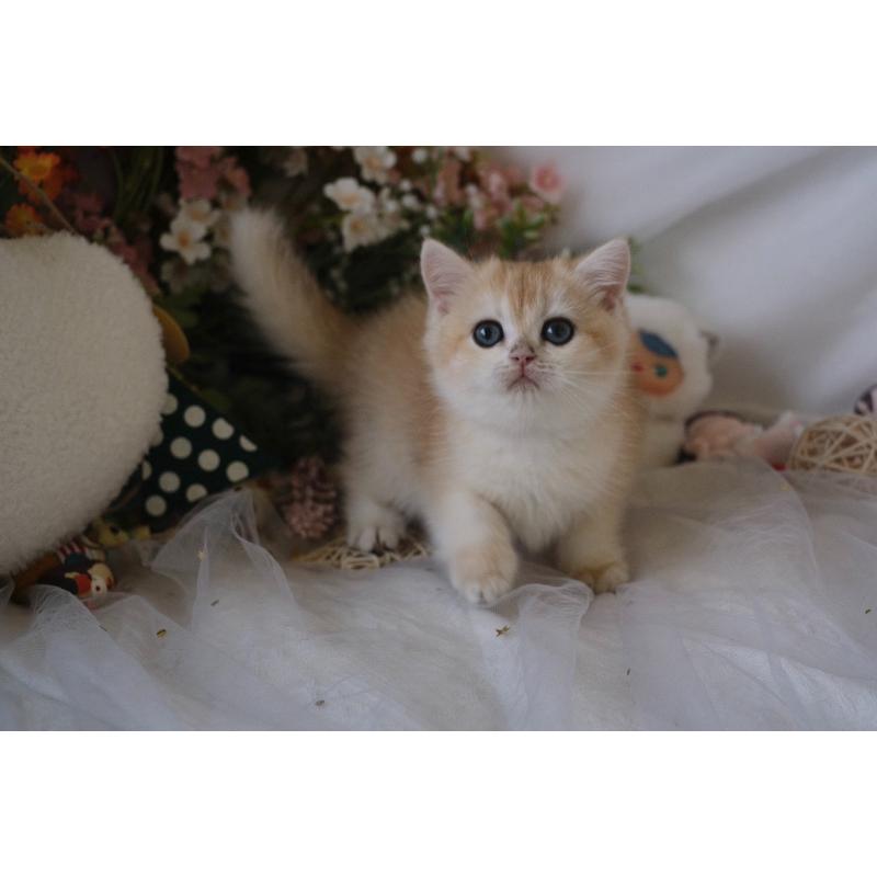 114/8/31。焦糖藍金漸層。 168k