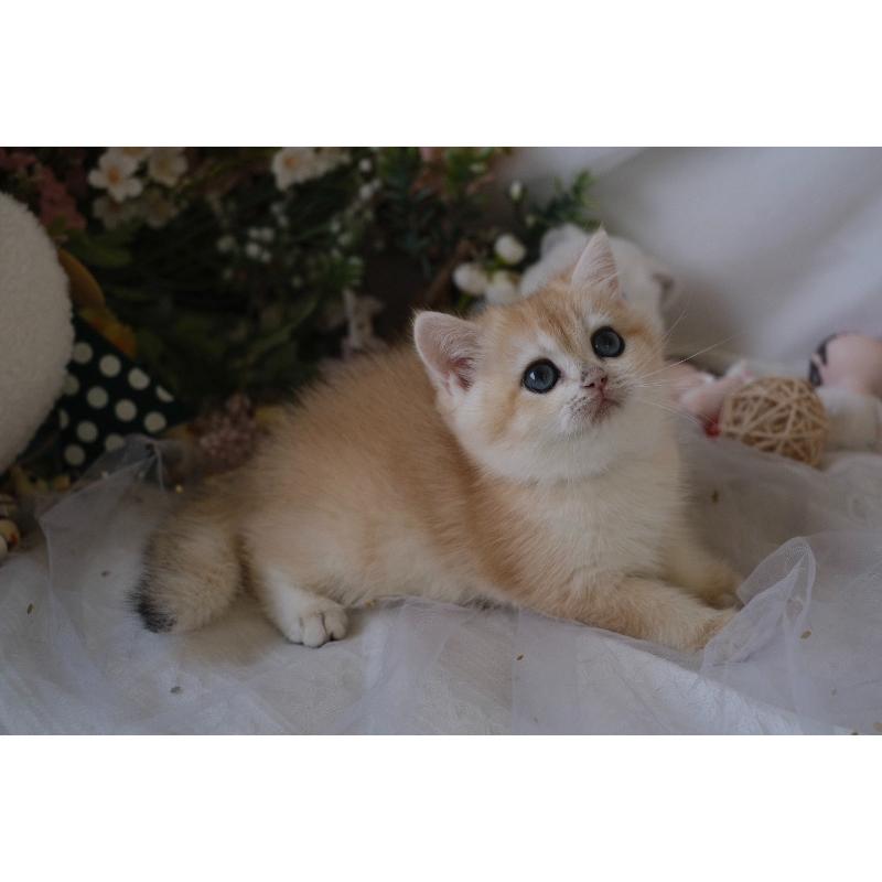 114/8/31。焦糖藍金漸層。 168k