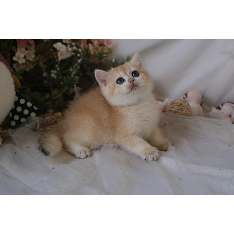 114/8/31。焦糖藍金漸層。 168k