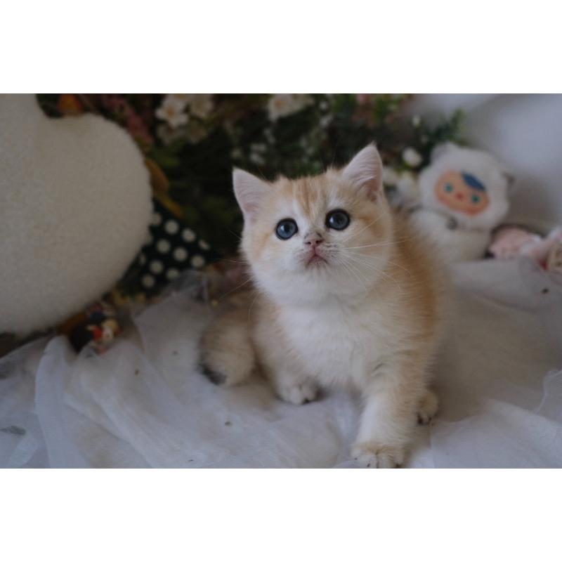 114/8/31。焦糖藍金漸層。 168k