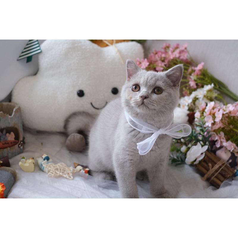 114/7/18 紫丁香弟弟。 78k