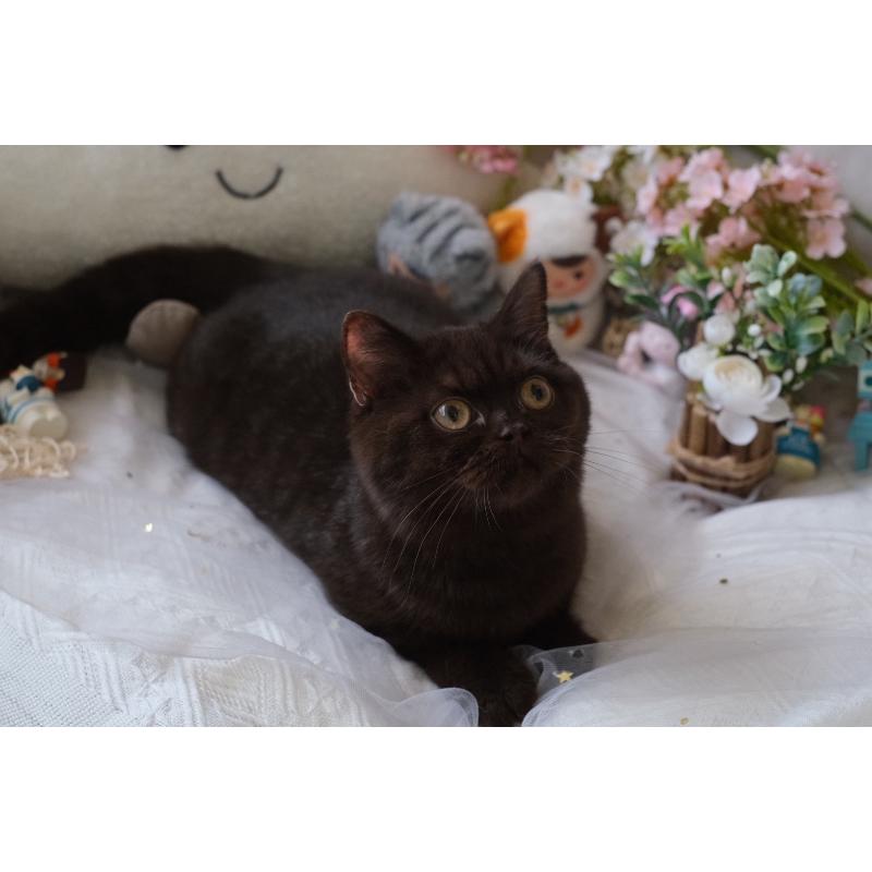  114/5/15 巧克力妹妹。 88k