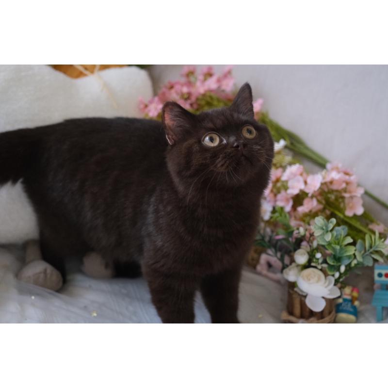  114/5/15 巧克力妹妹。 88k