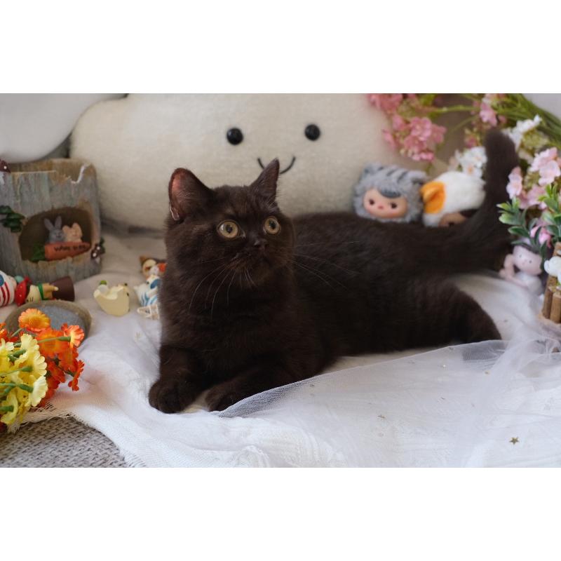  114/5/15 巧克力妹妹。 88k