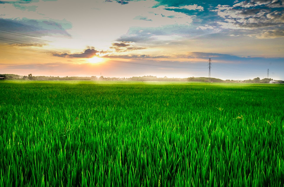 field-3268388_960_720.jpg
