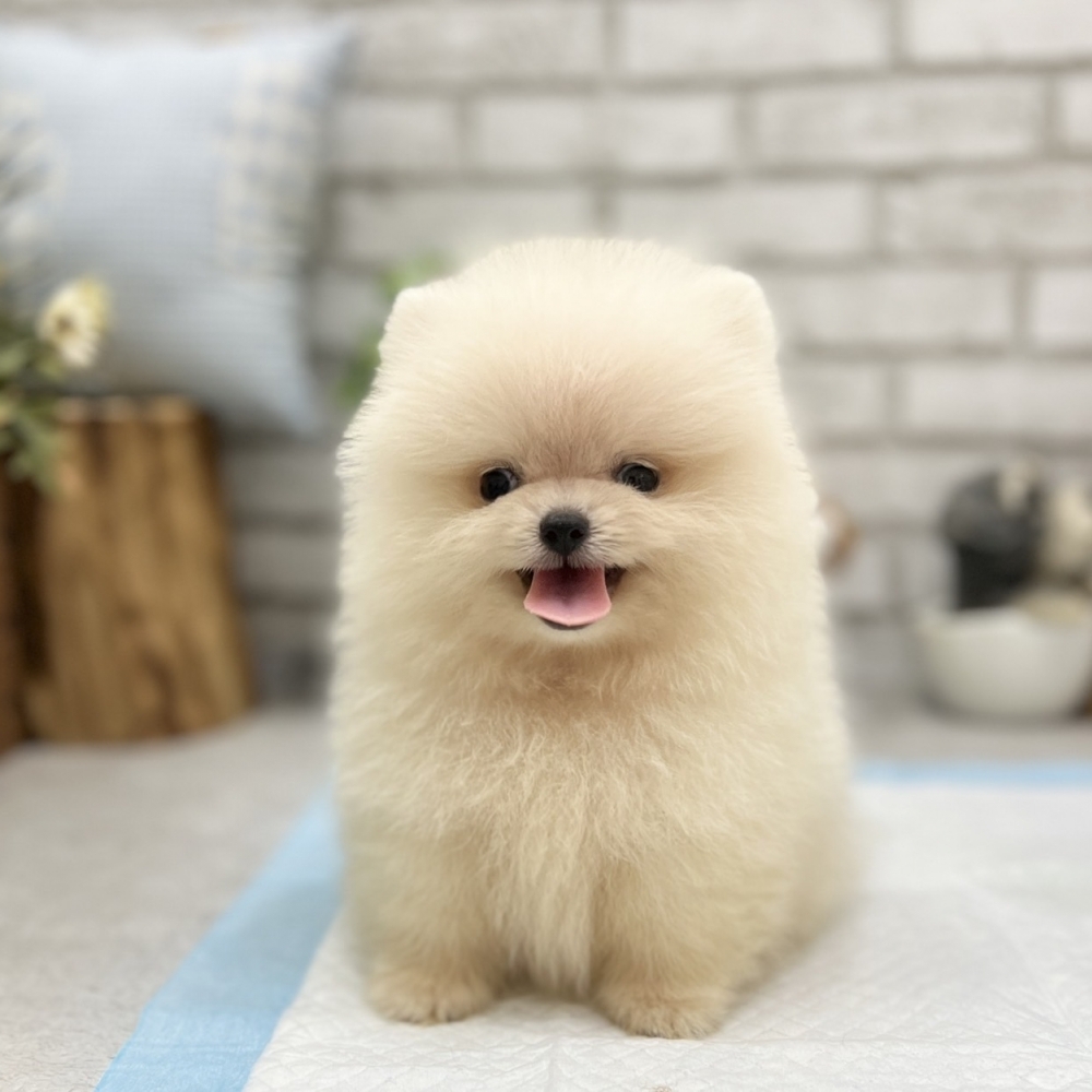 爆毛甜臉白松鼠博美【Pomeranian】
