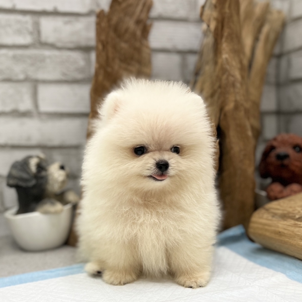 爆毛甜臉白松鼠博美【Pomeranian】