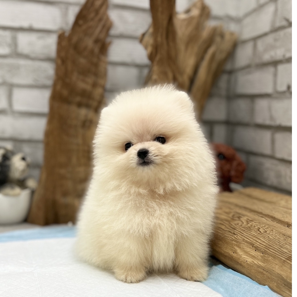 爆毛甜臉白松鼠博美【Pomeranian】
