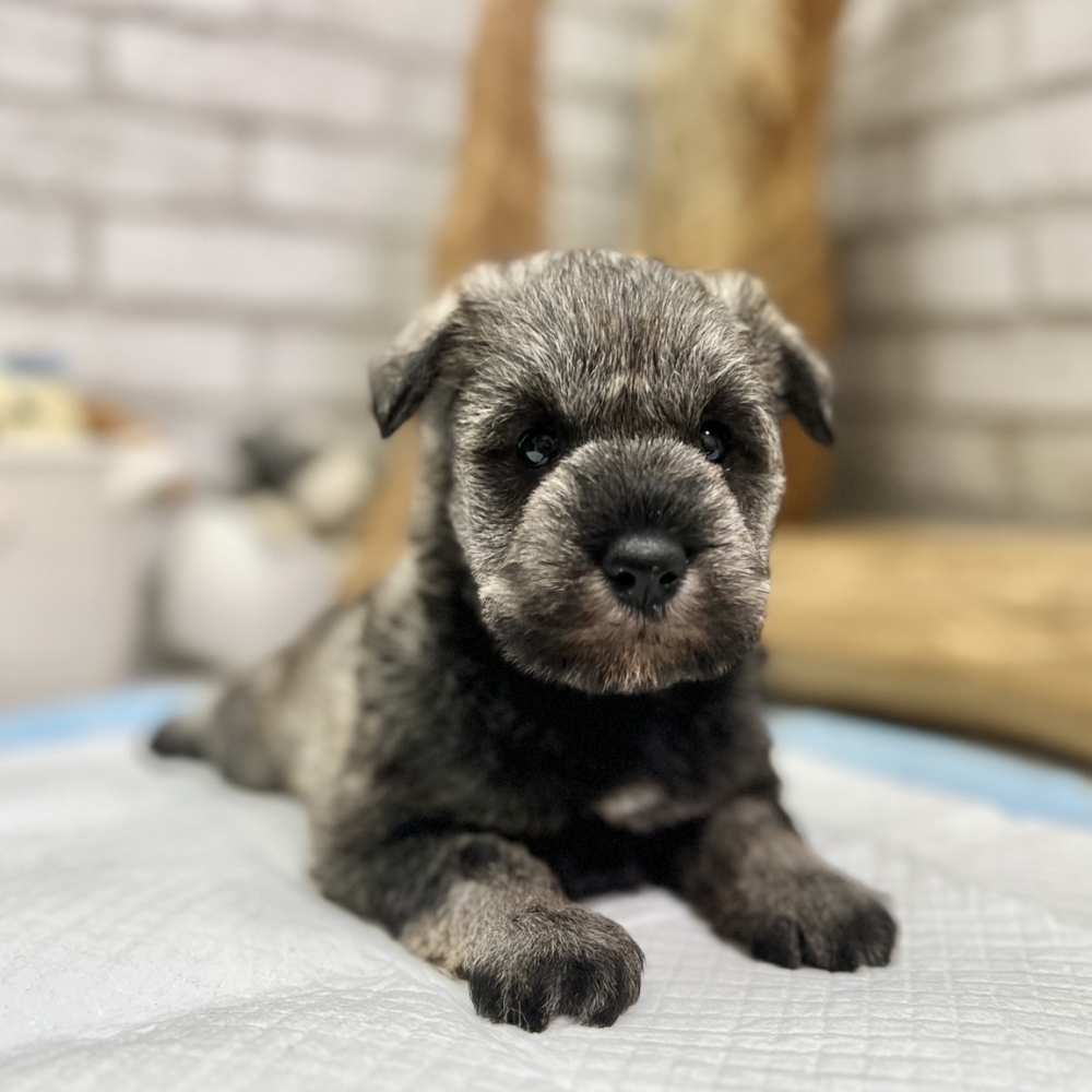 雪納瑞 (Schnauzer)