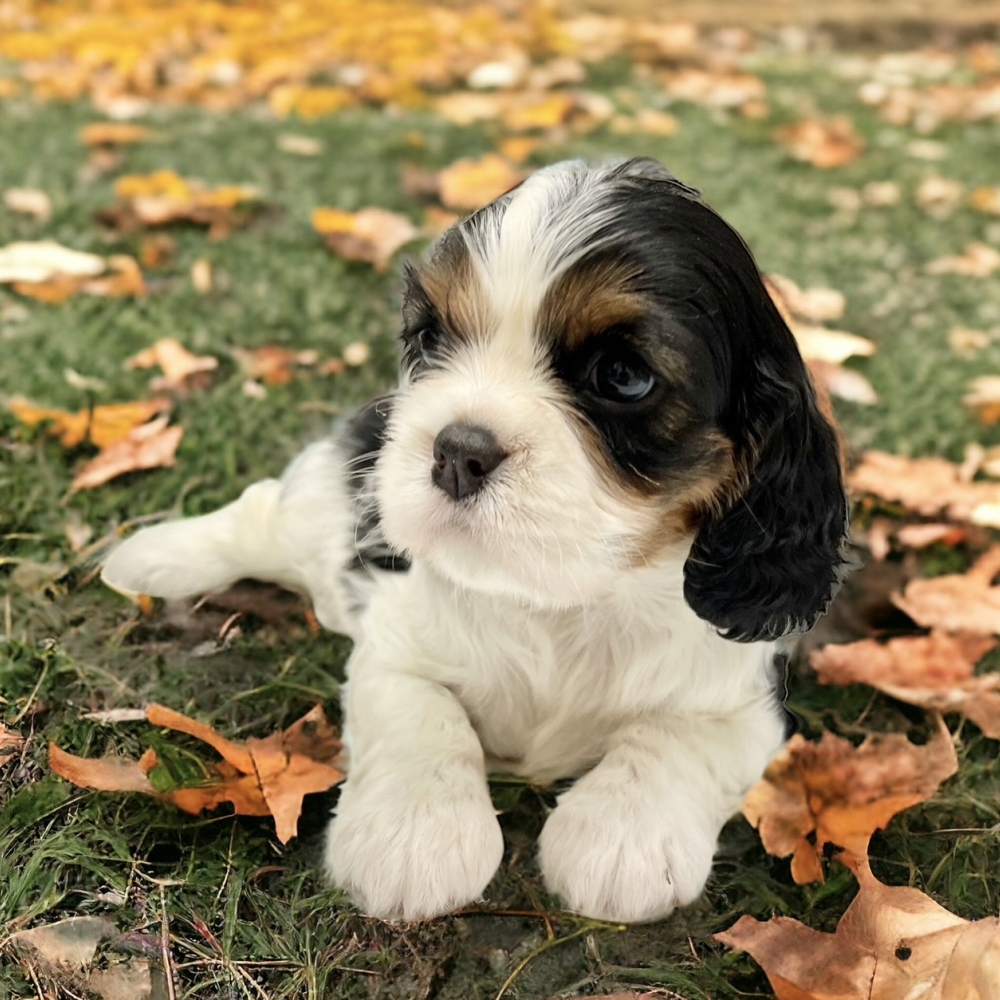 三色騎士查理士犬（Cavalier King Charles Spaniel）