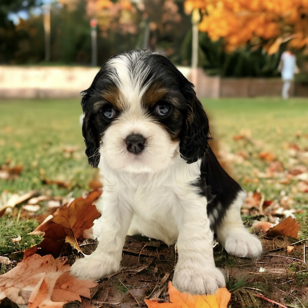 三色騎士查理士犬（Cavalier King Charles Spaniel）
