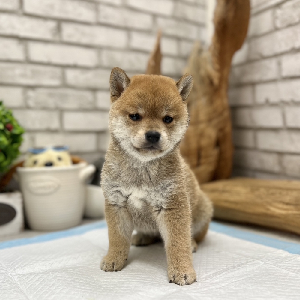 柴犬【Shiba Inu】