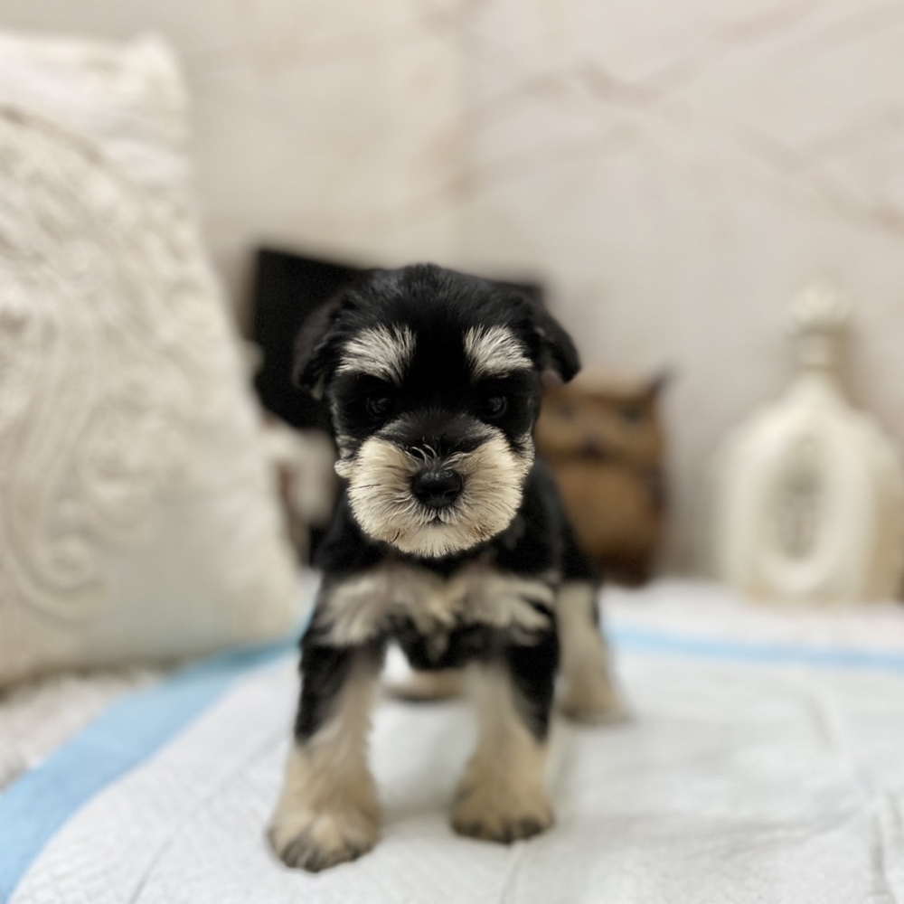 雪納瑞 (Schnauzer)
