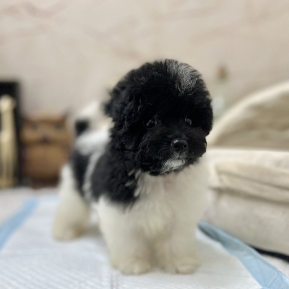 泰迪花玩具貴賓 弟弟（Poodle）